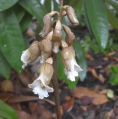 Gastrodia sesamoides (Cinnamon Bells) at Campbell, ACT - 28 Nov 2017 by SilkeSma