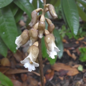 Gastrodia sesamoides at Campbell, ACT - suppressed