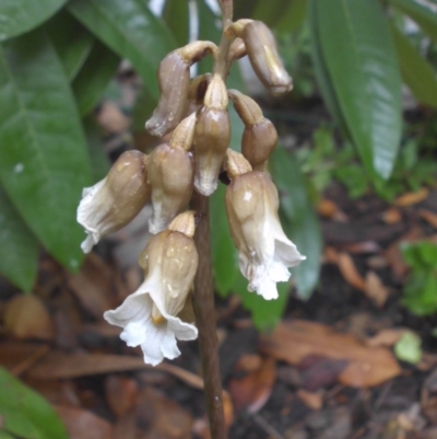 Gastrodia sesamoides (Cinnamon Bells) at Campbell, ACT - 27 Nov 2017 by SilkeSma