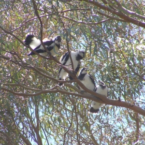 Grallina cyanoleuca at Kambah, ACT - 28 Nov 2017 12:38 PM