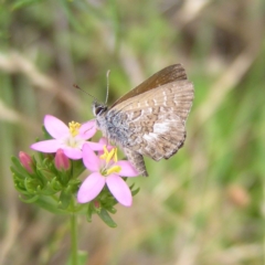 Neolucia agricola at Kambah, ACT - 28 Nov 2017 11:16 AM