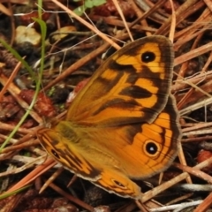 Heteronympha merope (Common Brown Butterfly) at Molonglo Valley, ACT - 28 Nov 2017 by JohnBundock