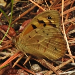 Heteronympha merope at Molonglo Valley, ACT - 28 Nov 2017