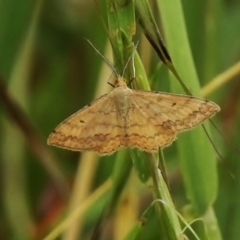 Scopula rubraria (Reddish Wave, Plantain Moth) at Weston Creek, ACT - 27 Nov 2017 by JohnBundock