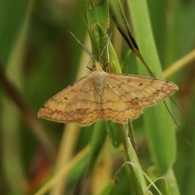 Scopula rubraria (Reddish Wave, Plantain Moth) at Weston Creek, ACT - 28 Nov 2017 by JohnBundock