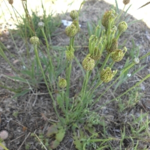 Hypochaeris radicata at Mount Ainslie - 28 Nov 2017 04:16 PM