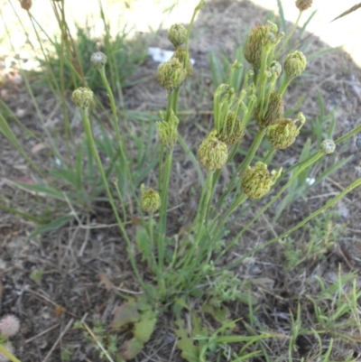 Hypochaeris radicata (Cat's Ear, Flatweed) at Campbell, ACT - 28 Nov 2017 by SilkeSma