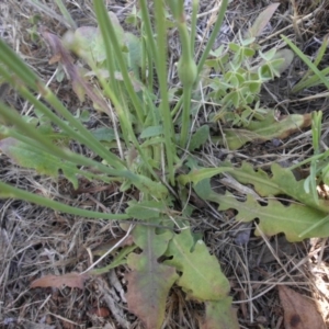 Hypochaeris radicata at Mount Ainslie - 28 Nov 2017 04:16 PM