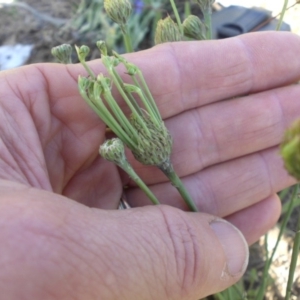 Hypochaeris radicata at Mount Ainslie - 28 Nov 2017