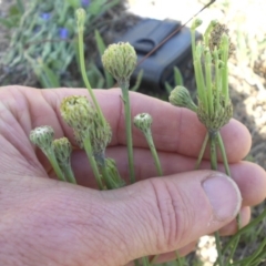 Hypochaeris radicata at Mount Ainslie - 28 Nov 2017 04:16 PM