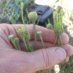 Hypochaeris radicata at Mount Ainslie - 28 Nov 2017 04:16 PM