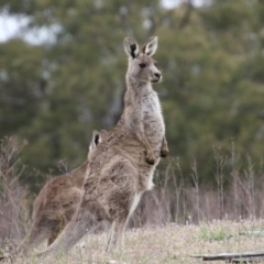 Macropus giganteus (Eastern Grey Kangaroo) at Burra, NSW - 11 Nov 2017 by AlisonMilton