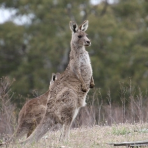 Macropus giganteus at Burra, NSW - 12 Nov 2017 07:21 AM