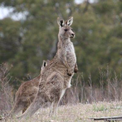 Macropus giganteus (Eastern Grey Kangaroo) at QPRC LGA - 11 Nov 2017 by AlisonMilton