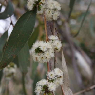 Eucalyptus stellulata (Black Sally) at Burra, NSW - 11 Nov 2017 by AlisonMilton