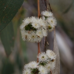 Eucalyptus stellulata at Burra, NSW - 12 Nov 2017
