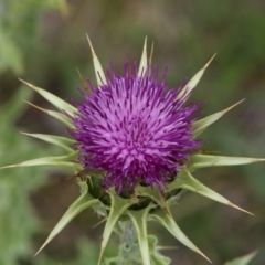 Silybum marianum (Variegated Thistle) at Burra, NSW - 11 Nov 2017 by AlisonMilton