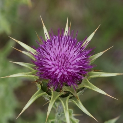 Silybum marianum (Variegated Thistle) at Burra, NSW - 12 Nov 2017 by AlisonMilton