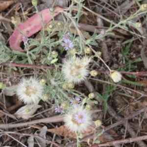 Vittadinia cuneata var. cuneata at Burra, NSW - 12 Nov 2017