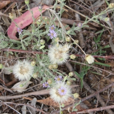 Vittadinia cuneata var. cuneata (Fuzzy New Holland Daisy) at Burra, NSW - 11 Nov 2017 by AlisonMilton