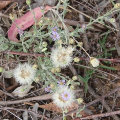 Vittadinia cuneata var. cuneata (Fuzzy New Holland Daisy) at Googong Foreshore - 11 Nov 2017 by AlisonMilton