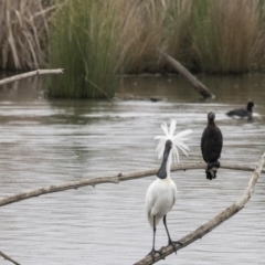 Platalea regia (Royal Spoonbill) at Jerrabomberra Wetlands - 15 Nov 2017 by Alison Milton