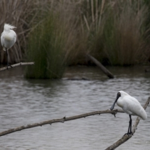 Platalea regia at Kingston, ACT - 16 Nov 2017