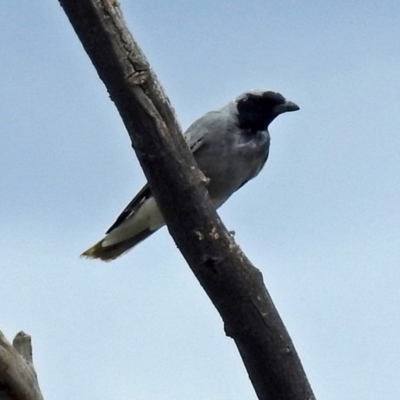 Coracina novaehollandiae (Black-faced Cuckooshrike) at Fyshwick, ACT - 25 Oct 2017 by RodDeb