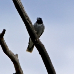 Coracina novaehollandiae at Fyshwick, ACT - 25 Oct 2017