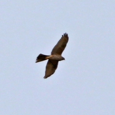 Tachyspiza fasciata (Brown Goshawk) at Fyshwick, ACT - 12 Sep 2017 by RodDeb