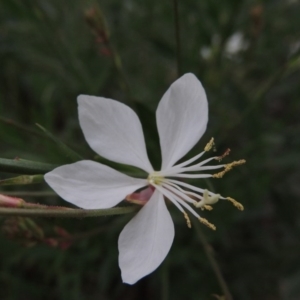 Oenothera lindheimeri at Gordon, ACT - 26 Nov 2017 08:17 PM