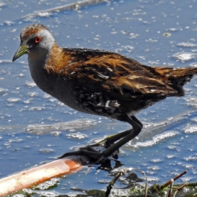 Zapornia pusilla (Baillon's Crake) at Jerrabomberra Wetlands - 4 Oct 2017 by RodDeb