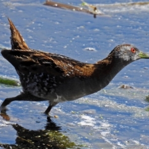 Zapornia pusilla at Fyshwick, ACT - 4 Oct 2017