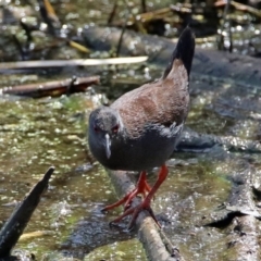 Zapornia tabuensis (Spotless Crake) at Jerrabomberra Wetlands - 4 Oct 2017 by RodDeb