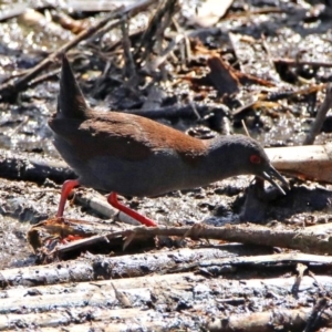 Zapornia tabuensis at Fyshwick, ACT - 4 Oct 2017