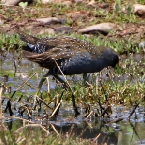 Porzana fluminea at Fyshwick, ACT - 10 Nov 2017