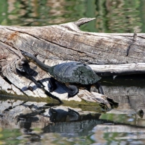 Chelodina longicollis at Fyshwick, ACT - 4 Oct 2017