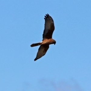 Circus approximans at Fyshwick, ACT - 8 Sep 2017 12:22 PM