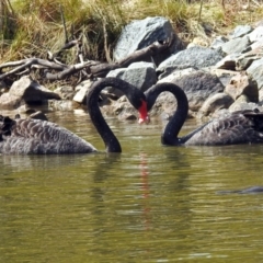 Cygnus atratus (Black Swan) at Tidbinbilla Nature Reserve - 21 Sep 2017 by RodDeb