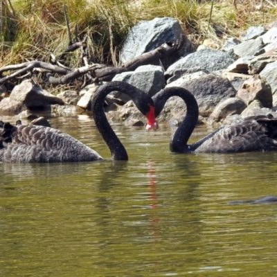 Cygnus atratus (Black Swan) at Tidbinbilla Nature Reserve - 21 Sep 2017 by RodDeb