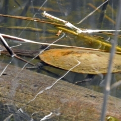 Chelodina longicollis (Eastern Long-necked Turtle) at Tidbinbilla Nature Reserve - 18 Oct 2017 by RodDeb