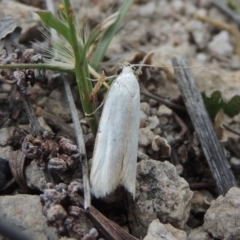 Philobota productella (Pasture Tunnel Moth) at Conder, ACT - 4 Nov 2017 by michaelb