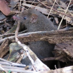 Antechinus mimetes mimetes at Paddys River, ACT - 23 Sep 2016