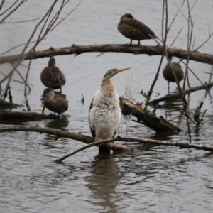 Anhinga novaehollandiae at Kingston, ACT - 16 Nov 2017