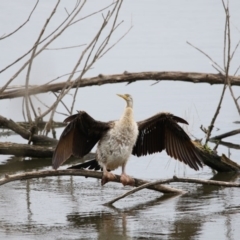 Anhinga novaehollandiae at Kingston, ACT - 16 Nov 2017