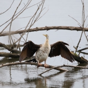 Anhinga novaehollandiae at Kingston, ACT - 16 Nov 2017 11:50 AM