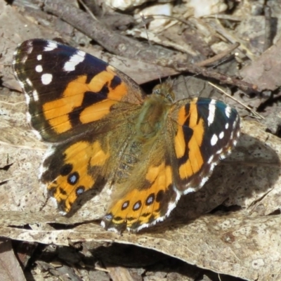 Vanessa kershawi (Australian Painted Lady) at Paddys River, ACT - 20 Oct 2016 by RodDeb
