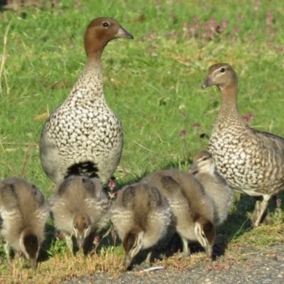 Chenonetta jubata (Australian Wood Duck) at Tidbinbilla Nature Reserve - 21 Oct 2016 by RodDeb