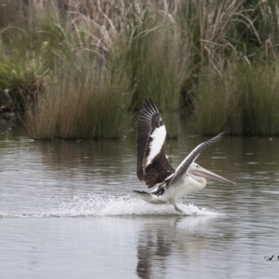 Pelecanus conspicillatus (Australian Pelican) at Jerrabomberra Wetlands - 16 Nov 2017 by Alison Milton