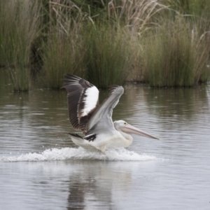 Pelecanus conspicillatus at Kingston, ACT - 16 Nov 2017 11:50 AM